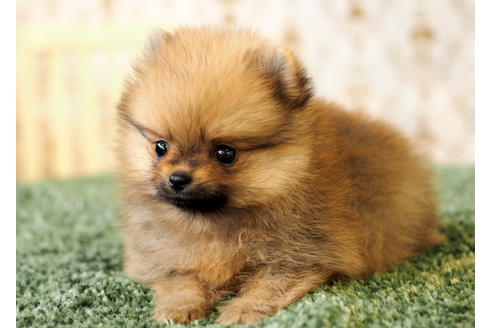 成約済の愛知県のポメラニアン-84530の6枚目