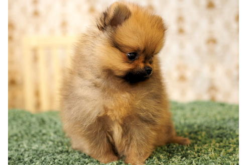 成約済の愛知県のポメラニアン-84530の5枚目