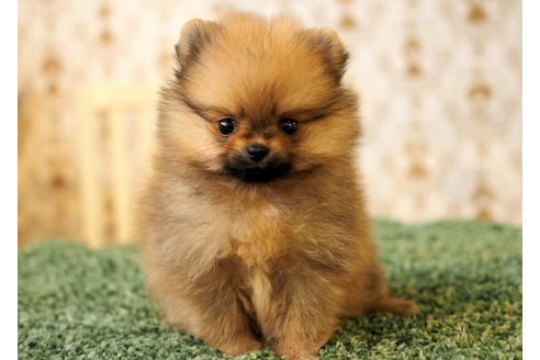 成約済の愛知県のポメラニアン-84530の4枚目