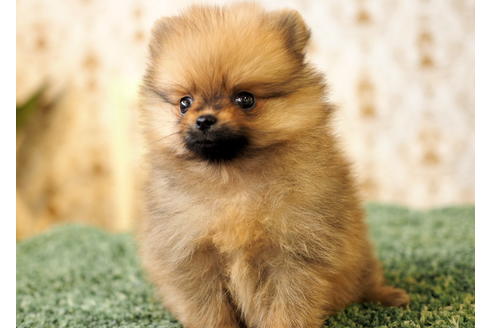 成約済の愛知県のポメラニアン-84530の3枚目