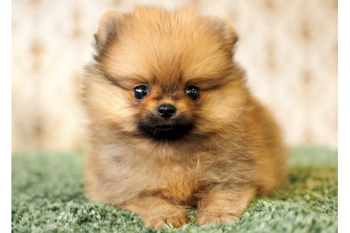 成約済の愛知県のポメラニアン-84530の2枚目