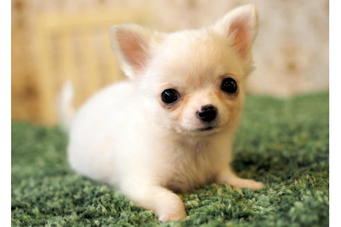 成約済の愛知県のチワワ(ロングコート)-84531