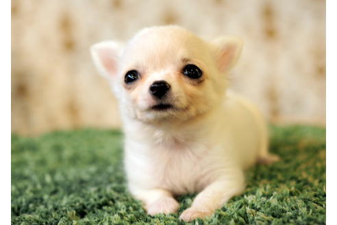 成約済の愛知県のチワワ(ロングコート)-84531の4枚目