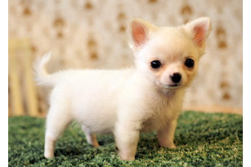 成約済の愛知県のチワワ(ロングコート)-84531の3枚目