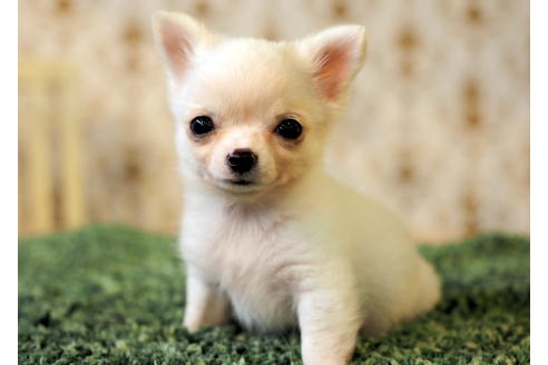 成約済の愛知県のチワワ(ロングコート)-84531の2枚目