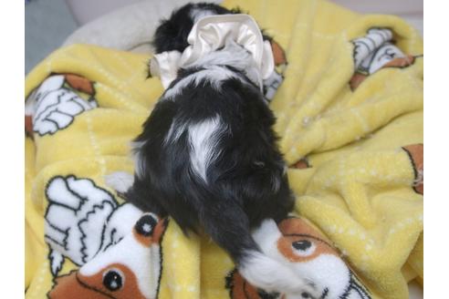 成約済の埼玉県のキャバリアキングチャールズスパニエル-83691の9枚目