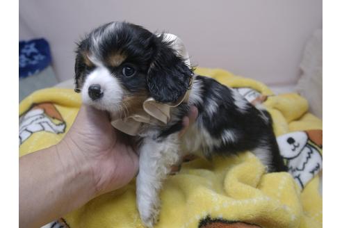 成約済の埼玉県のキャバリアキングチャールズスパニエル-83691の7枚目