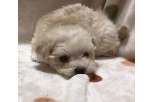成約済の岐阜県のミックス犬-84551の2枚目