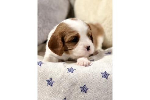 成約済の埼玉県のキャバリアキングチャールズスパニエル-84306