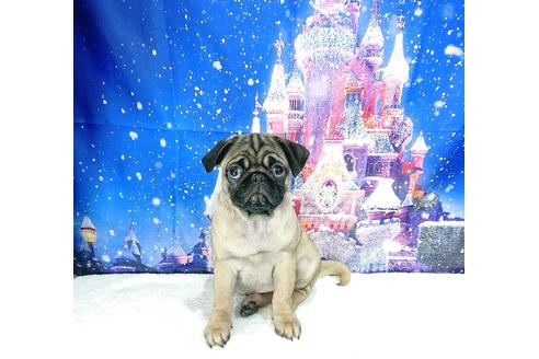 成約済の茨城県のパグ-83657