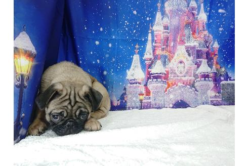 成約済の茨城県のパグ-83657の4枚目