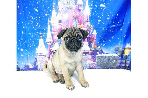 成約済の茨城県のパグ-83657の3枚目