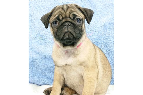 成約済の茨城県のパグ-83657の2枚目