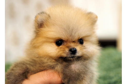 成約済の愛知県のポメラニアン-84447の2枚目
