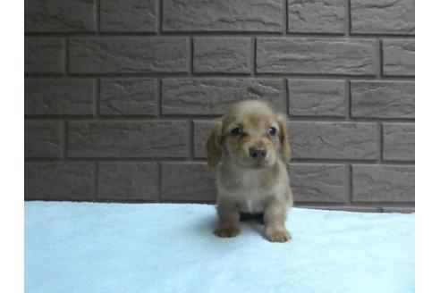 成約済の埼玉県のミニチュアダックスフンド(ロングヘアード)-84582の6枚目