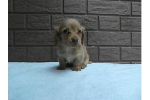 成約済の埼玉県のミニチュアダックスフンド(ロングヘアード)-84582の5枚目