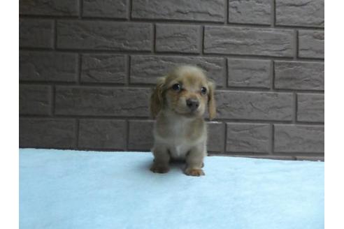 成約済の埼玉県のミニチュアダックスフンド(ロングヘアード)-84582の4枚目