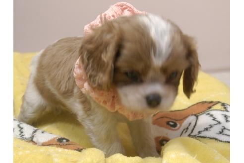 成約済の埼玉県のキャバリアキングチャールズスパニエル-84586の6枚目