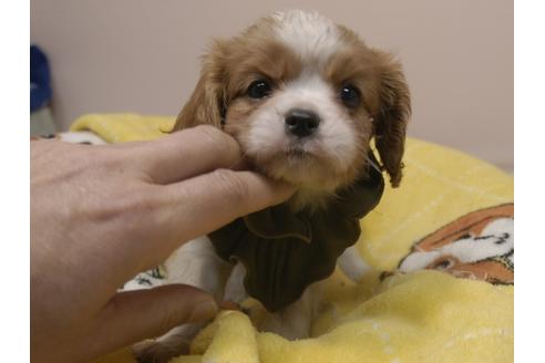 成約済の埼玉県のキャバリアキングチャールズスパニエル-84587の10枚目
