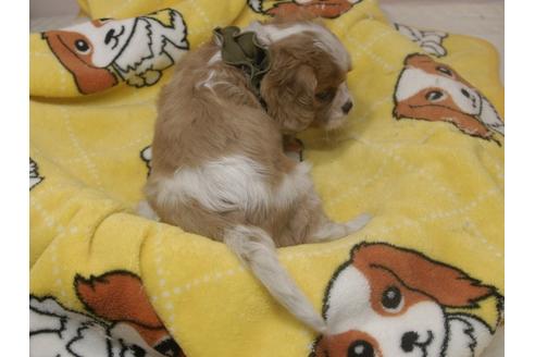 成約済の埼玉県のキャバリアキングチャールズスパニエル-84587の9枚目