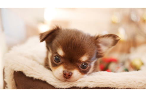 成約済の福岡県のチワワ(ロングコート)-84596の1枚目