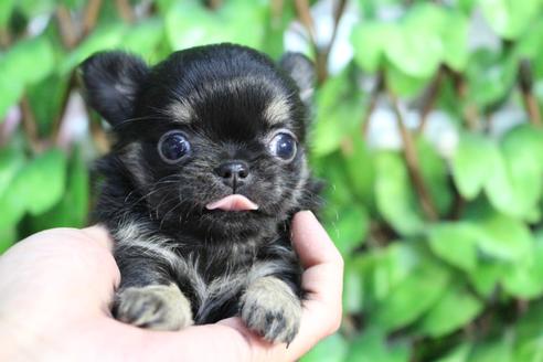 成約済の京都府のチワワ(ロングコート)-84623の5枚目