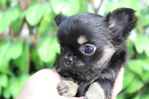 成約済の京都府のチワワ(ロングコート)-84623の4枚目