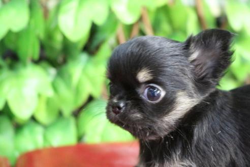 成約済の京都府のチワワ(ロングコート)-84623の3枚目