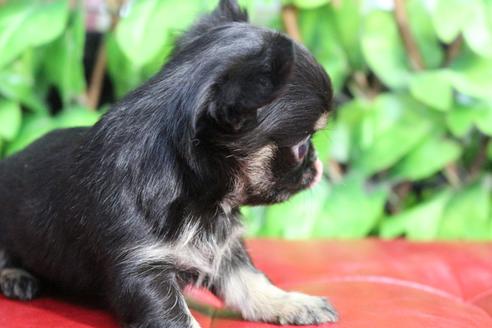 成約済の京都府のチワワ(ロングコート)-84623の2枚目