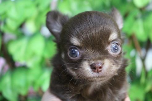 成約済の京都府のチワワ(ロングコート)-84624の9枚目