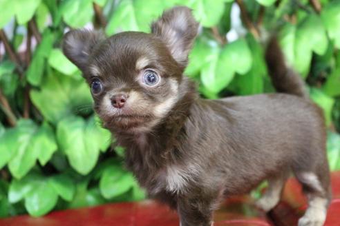 成約済の京都府のチワワ(ロングコート)-84624の8枚目