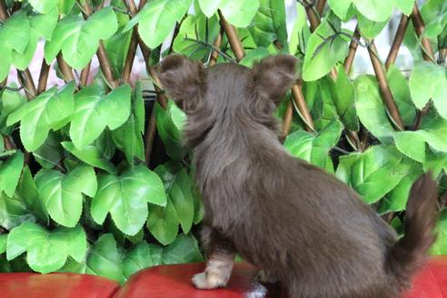 成約済の京都府のチワワ(ロングコート)-84624の7枚目