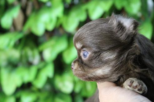 成約済の京都府のチワワ(ロングコート)-84624の6枚目