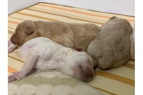 成約済の埼玉県のミックス犬-84549の9枚目