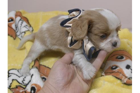 成約済の埼玉県のキャバリアキングチャールズスパニエル-84126の61枚目