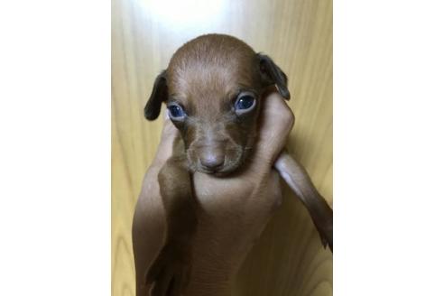 成約済の長崎県のミニチュアピンシャー(ミニピン)-84671の6枚目