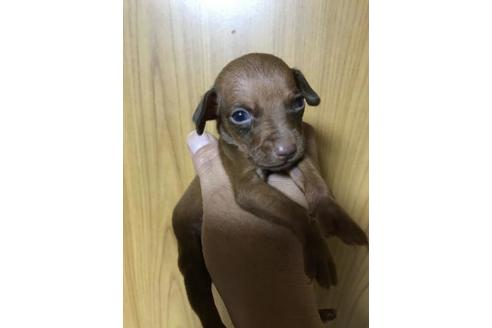 成約済の長崎県のミニチュアピンシャー(ミニピン)-84671の5枚目