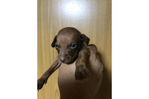 成約済の長崎県のミニチュアピンシャー(ミニピン)-84671の4枚目
