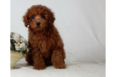 子犬