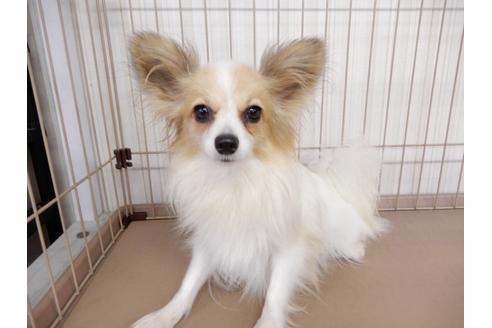 成約済の千葉県のパピヨン-84691の1枚目