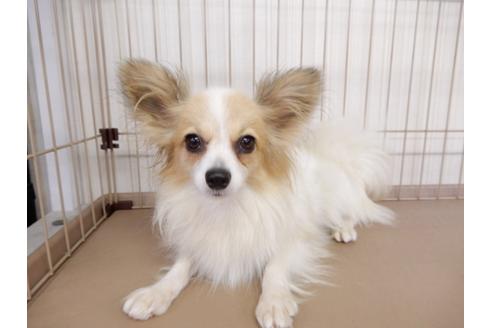 成約済の千葉県のパピヨン-84691の4枚目