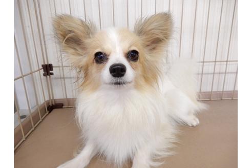 成約済の千葉県のパピヨン-84691の3枚目