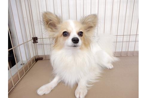 成約済の千葉県のパピヨン-84691の2枚目