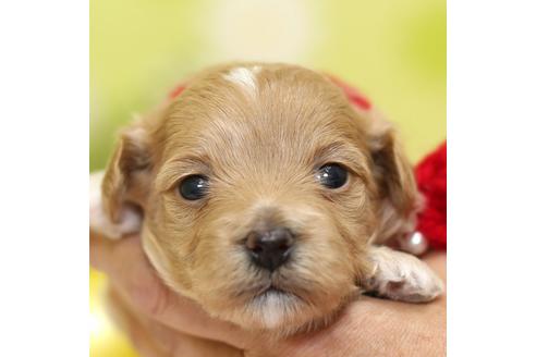 成約済の大分県のミックス犬-84692の1枚目