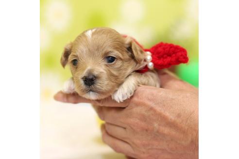 成約済の大分県のミックス犬-84692の5枚目