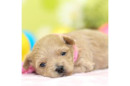 成約済の大分県のミックス犬-84693の1枚目