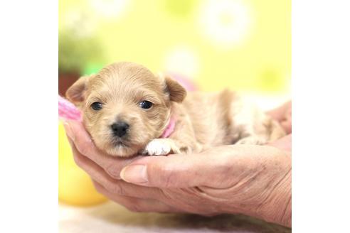 成約済の大分県のミックス犬-84693の5枚目
