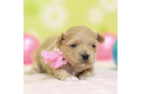 成約済の大分県のミックス犬-84693の4枚目