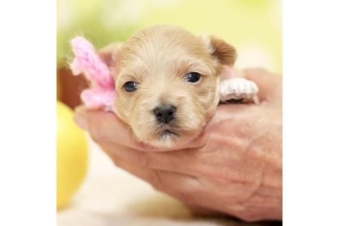 成約済の大分県のミックス犬-84693の3枚目