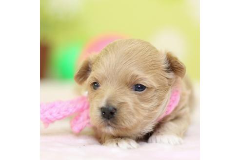 成約済の大分県のミックス犬-84693の2枚目